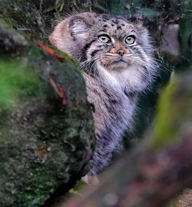 ロッテルダム動物園のポエスの写真