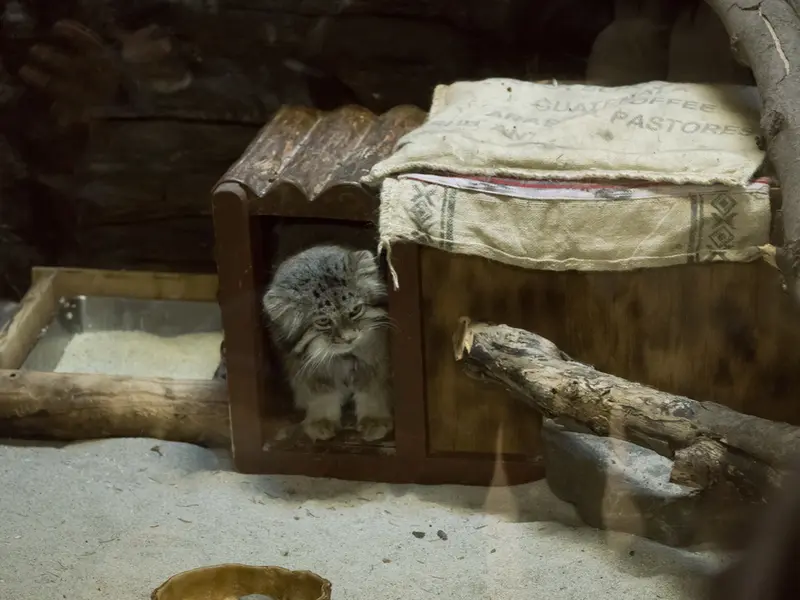 マヌルネコの写真