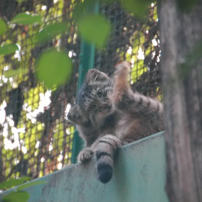 ブダペスト動物園＆植物園のボリス Ⅱの写真