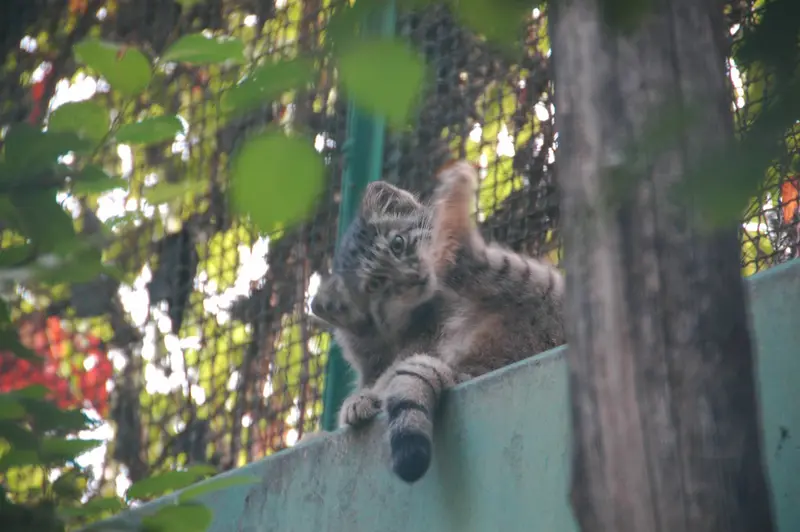 ブダペスト動物園＆植物園のボリス Ⅱの写真