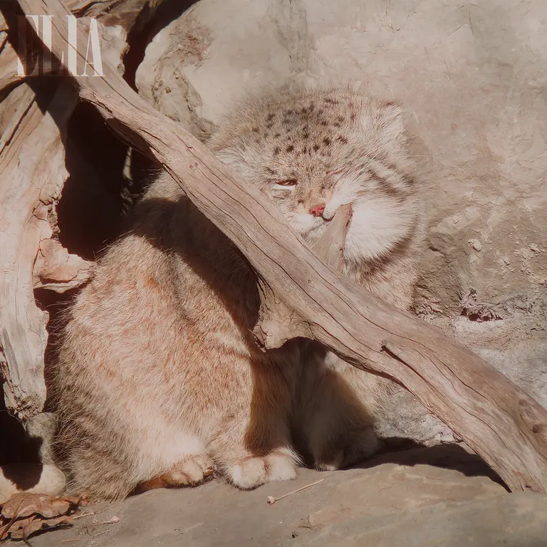 カルガリー動物園 / ワイルダー研究所のオラフの写真