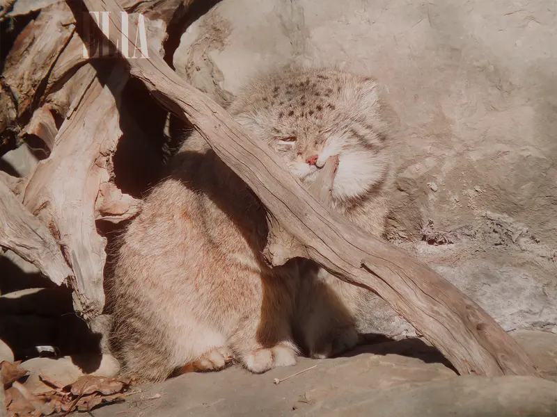 カルガリー動物園 / ワイルダー研究所のオラフの写真