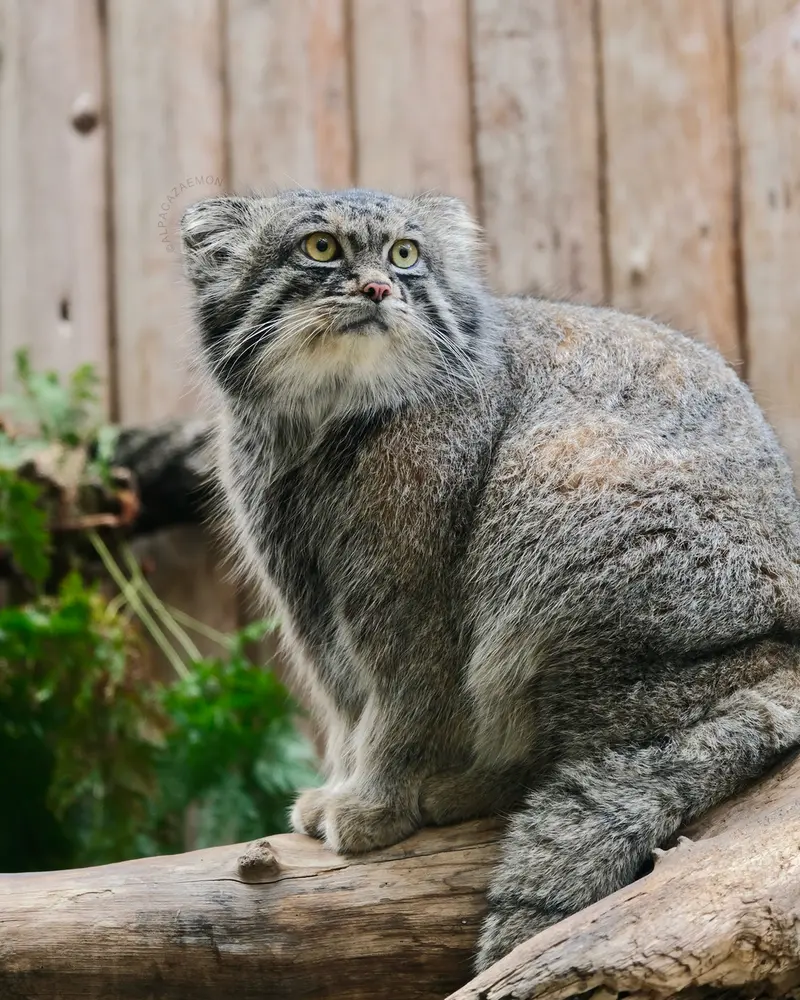 神戸どうぶつ王国のナルの写真