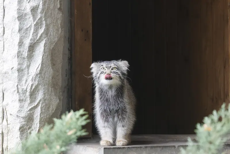 モスクワ動物園のティモフェイの写真
