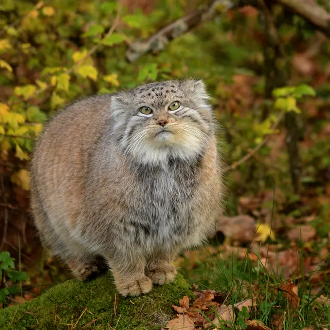 パルケン動物園のベニーの写真