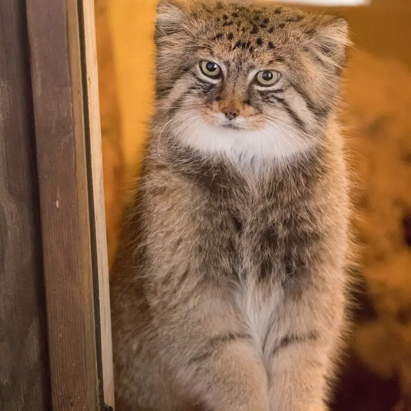 埼玉県こども動物自然公園のロータスの写真