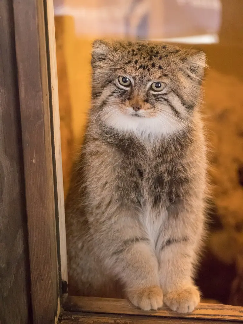 埼玉県こども動物自然公園のロータスの写真