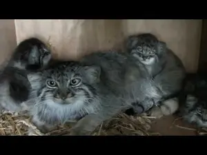ビッグ・キャット・サンクチュアリのシヴァ、トゥーラとアドゥヴァの動画
