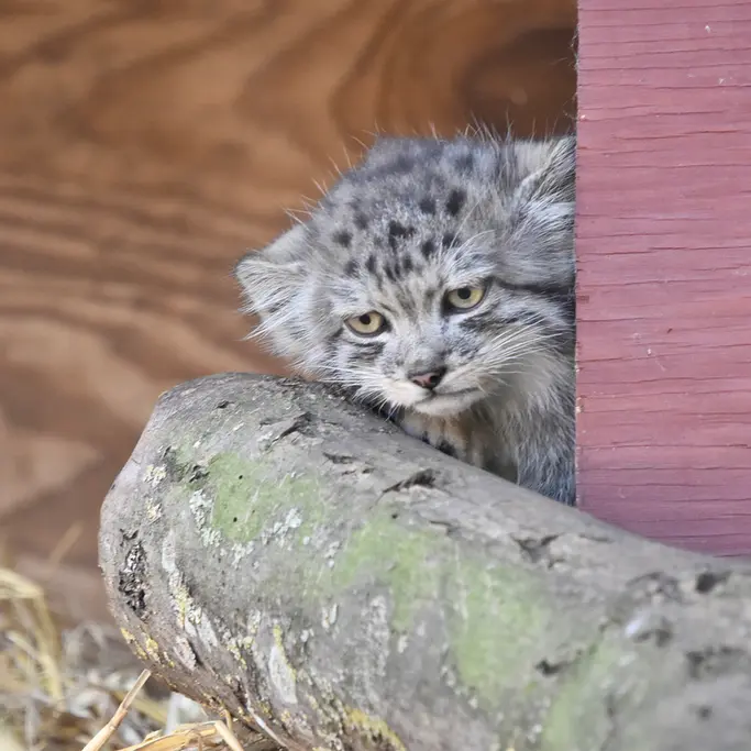 バナム動物園のマヌルネコの写真