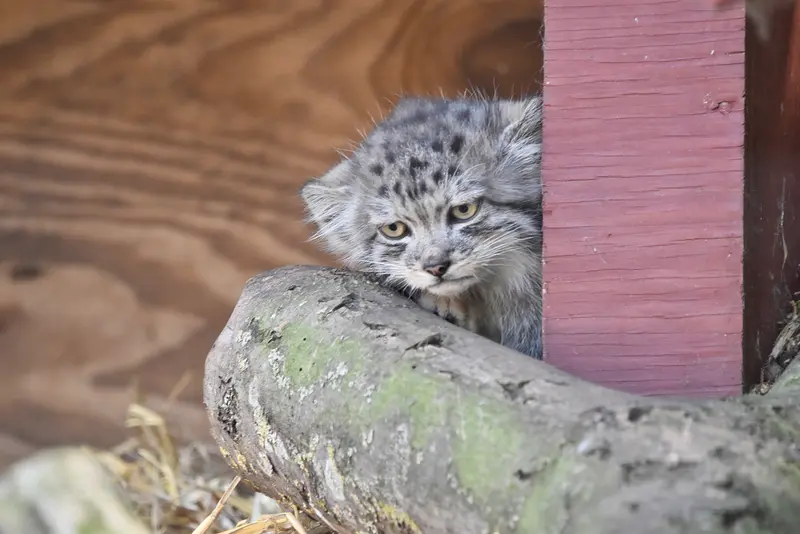 バナム動物園のマヌルネコの写真