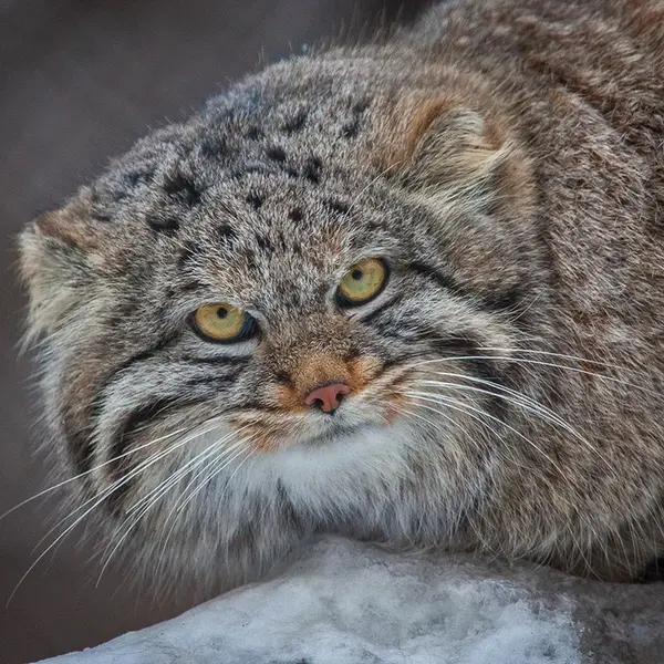 ノヴォシビルスク動物園のクリョンの写真