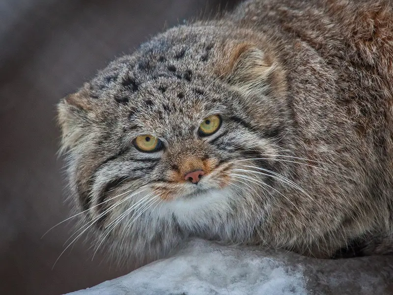 ノヴォシビルスク動物園のクリョンの写真