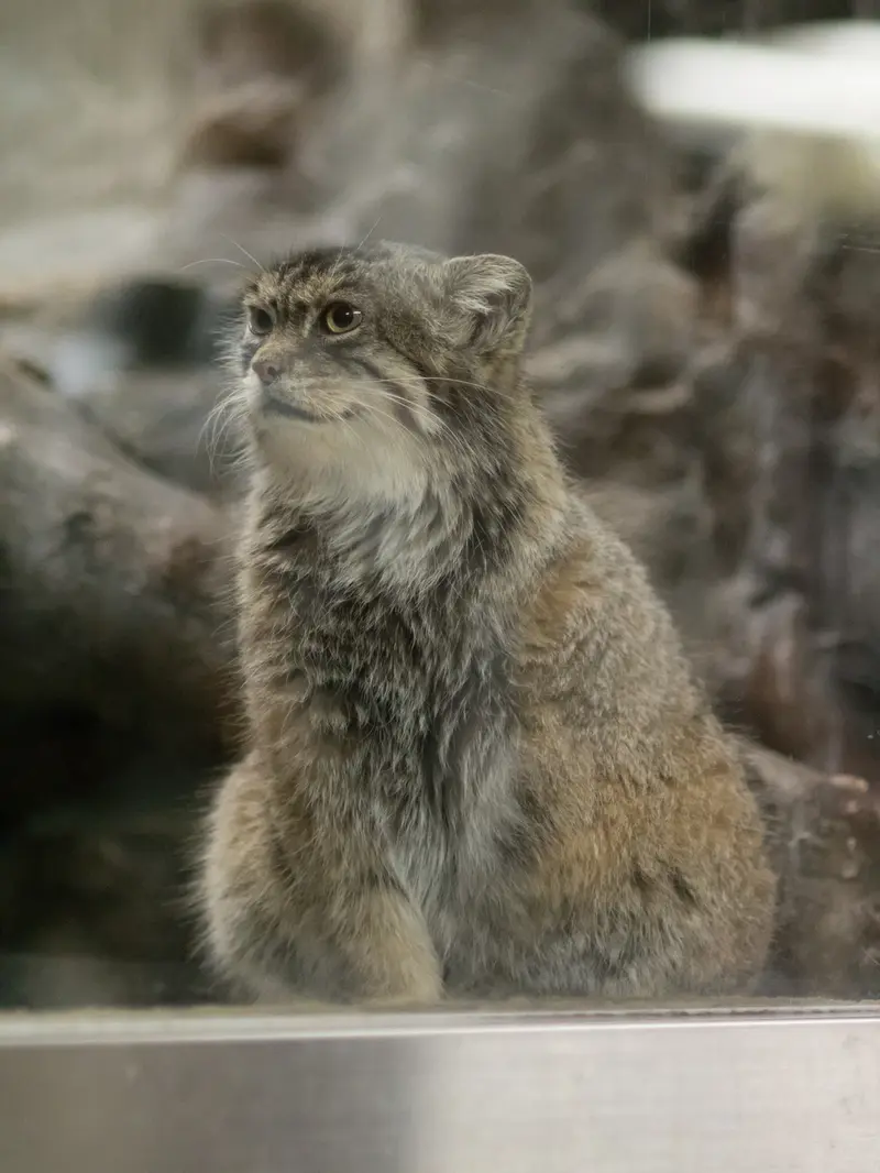 恩賜上野動物園のプリームラの写真