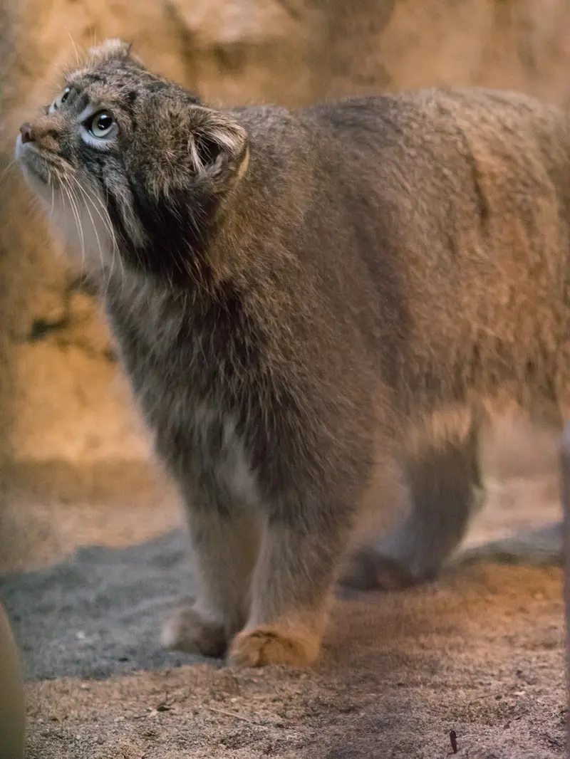 野毛山動物園のフィーガの写真