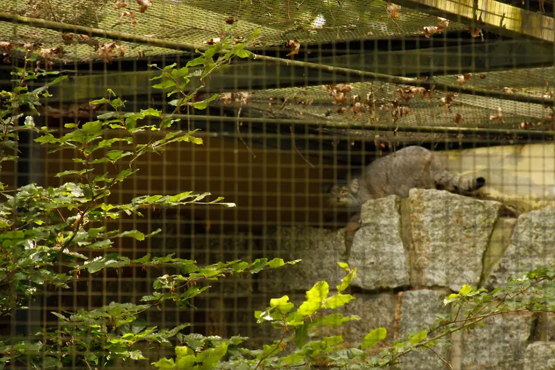 ケムニッツ動物園のトゥヤの写真