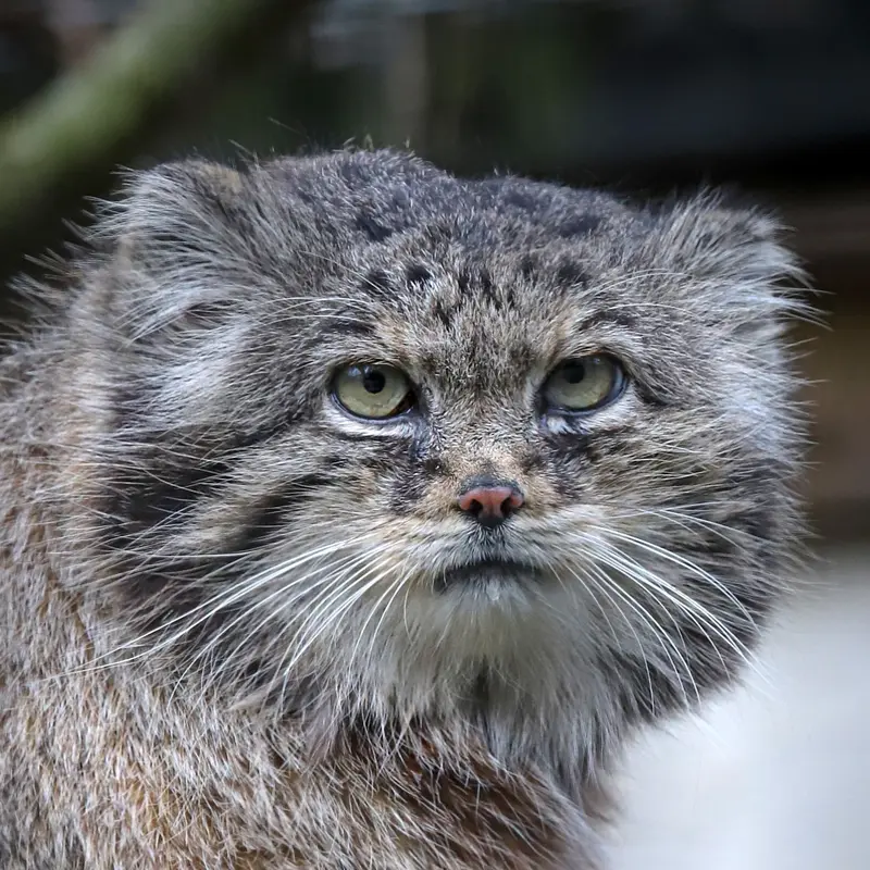 リール動物園のマヌルネコのヴォラース