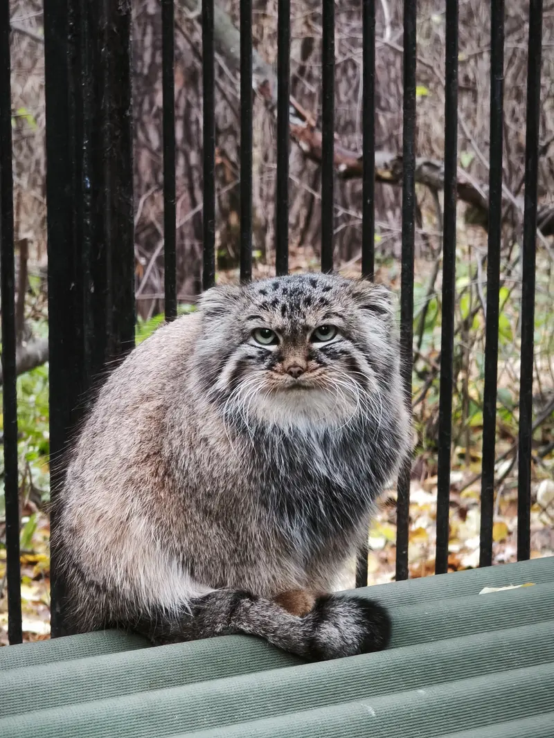 ノヴォシビルスク動物園のガビの写真