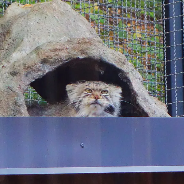 リトアニア動物園のメリッサの写真