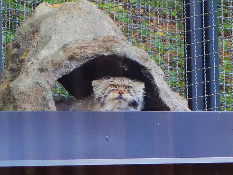 リトアニア動物園のメリッサの写真