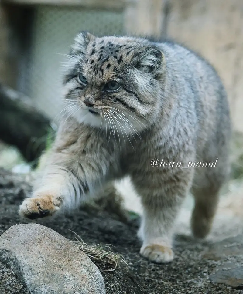 那須どうぶつ王国のボルの写真