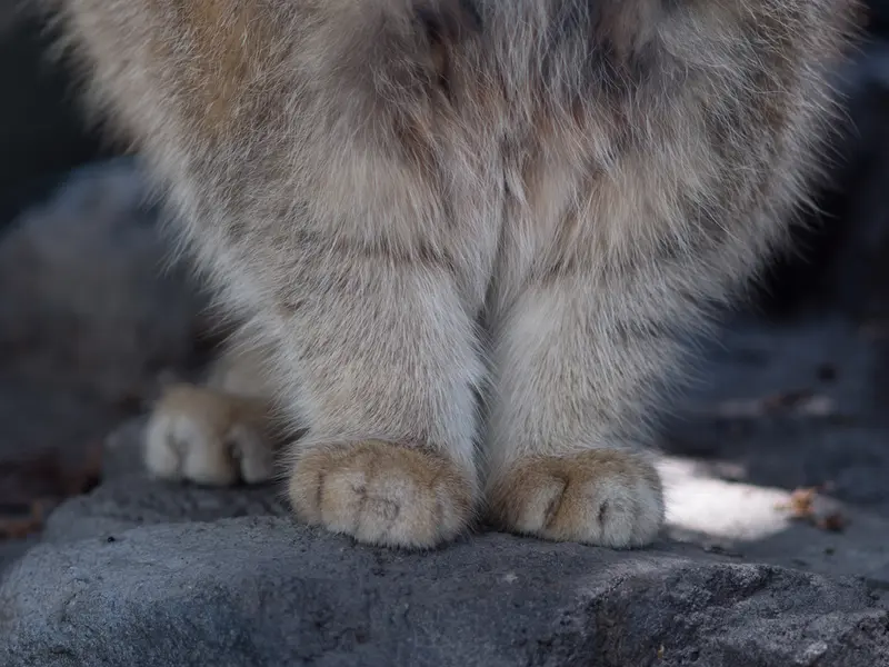 旭山動物園のグルーシャの写真
