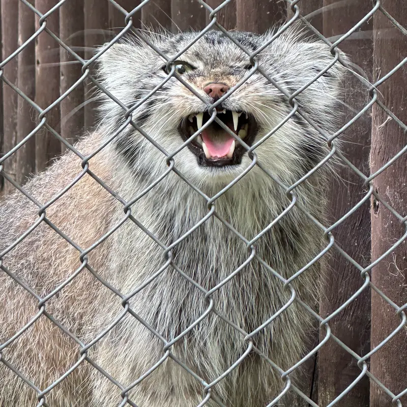 ポズナン新動物園のボジェンカの写真