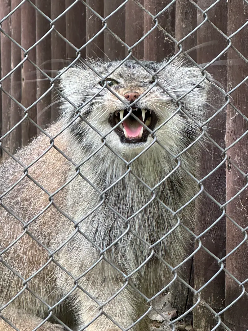 ポズナン新動物園のボジェンカの写真