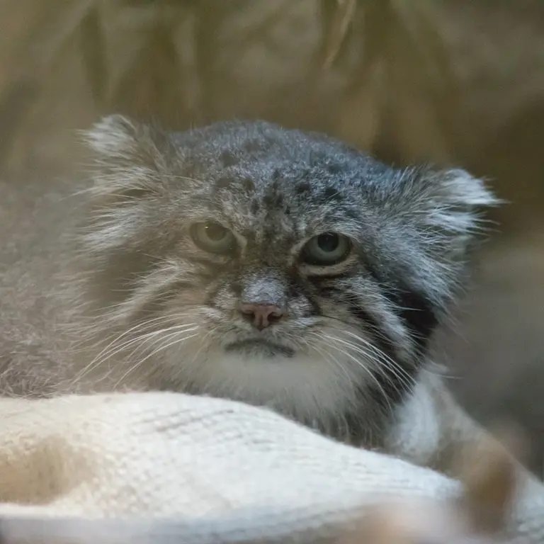 恩賜上野動物園のクリョンの写真