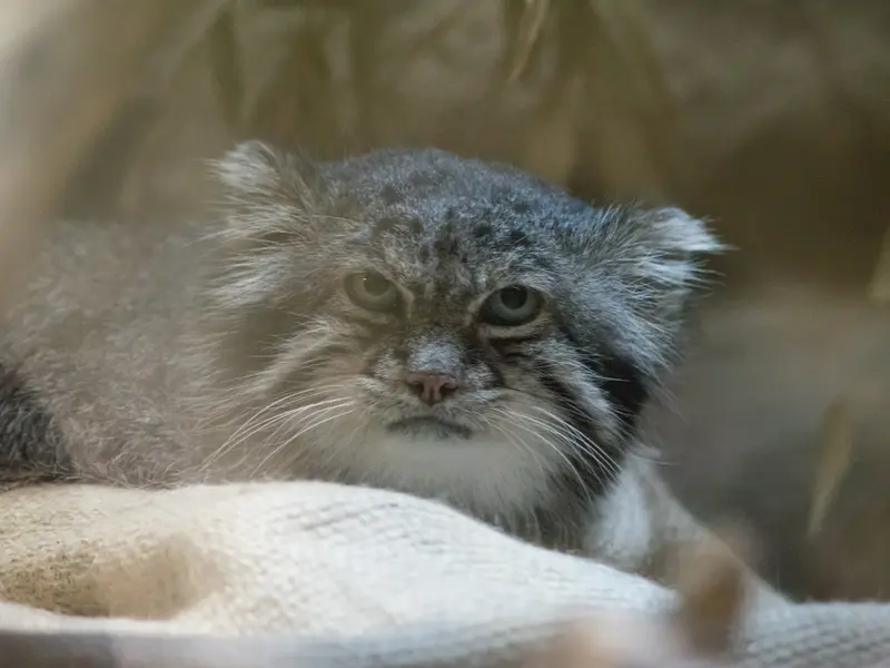 恩賜上野動物園のクリョンの写真