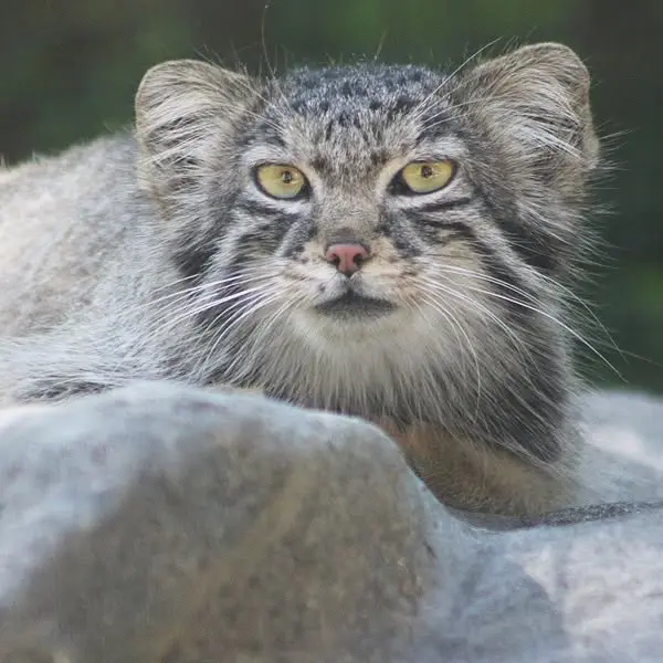 ビンガムトン動物園（ロス・パーク）のルビーの写真