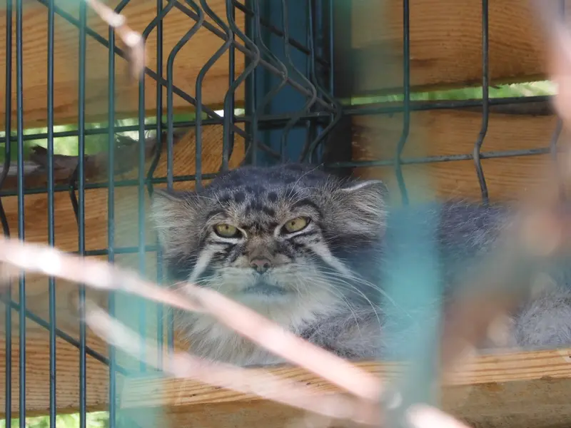 バルナウル動物園「レースナヤ・スカースカ」のチップの写真