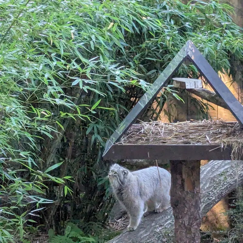 トレゴムール動物園のアルタイの写真