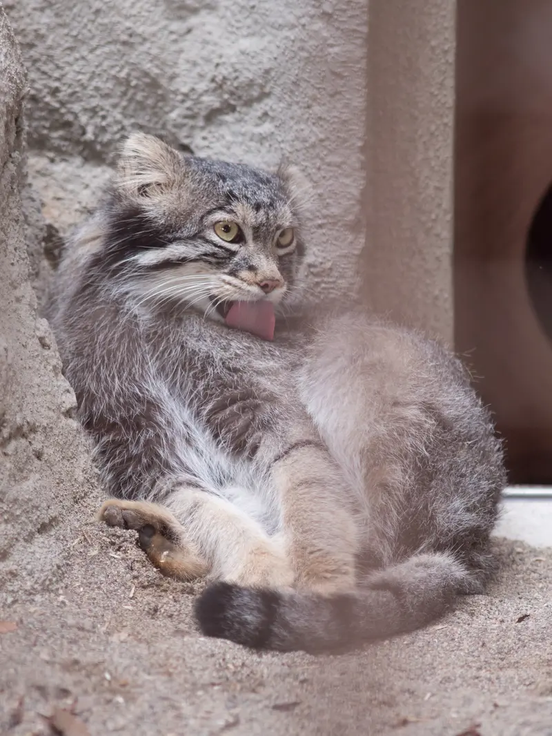 野毛山動物園のフィーガの写真