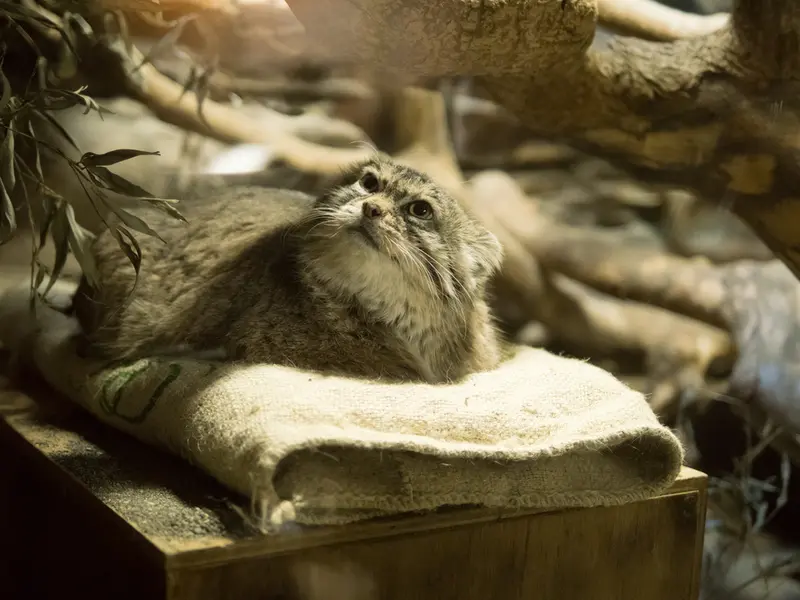 恩賜上野動物園のプリームラの写真