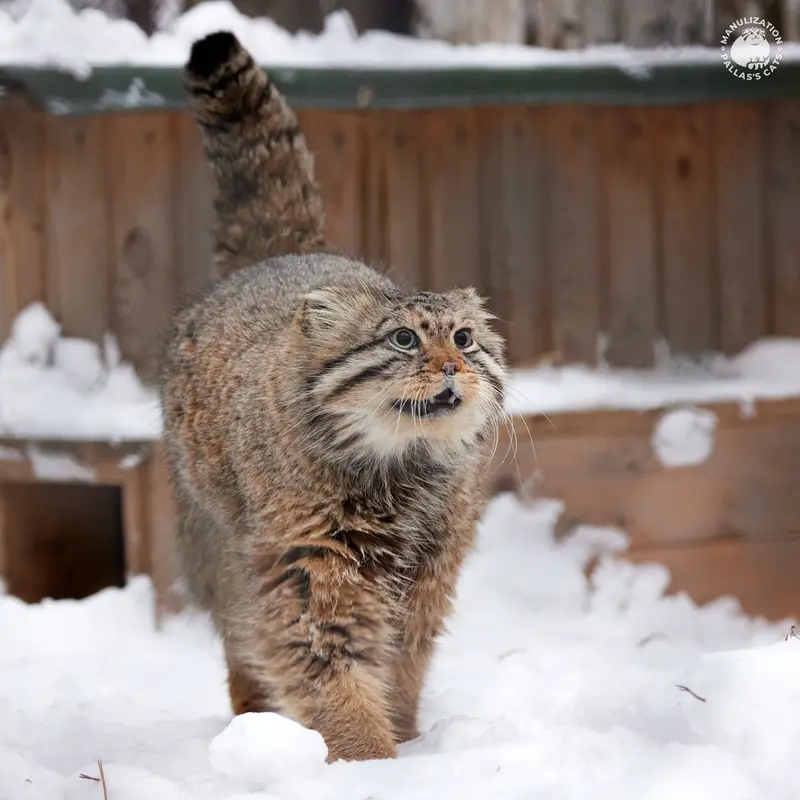 ノヴォシビルスク動物園のゼレノゴルスクの写真