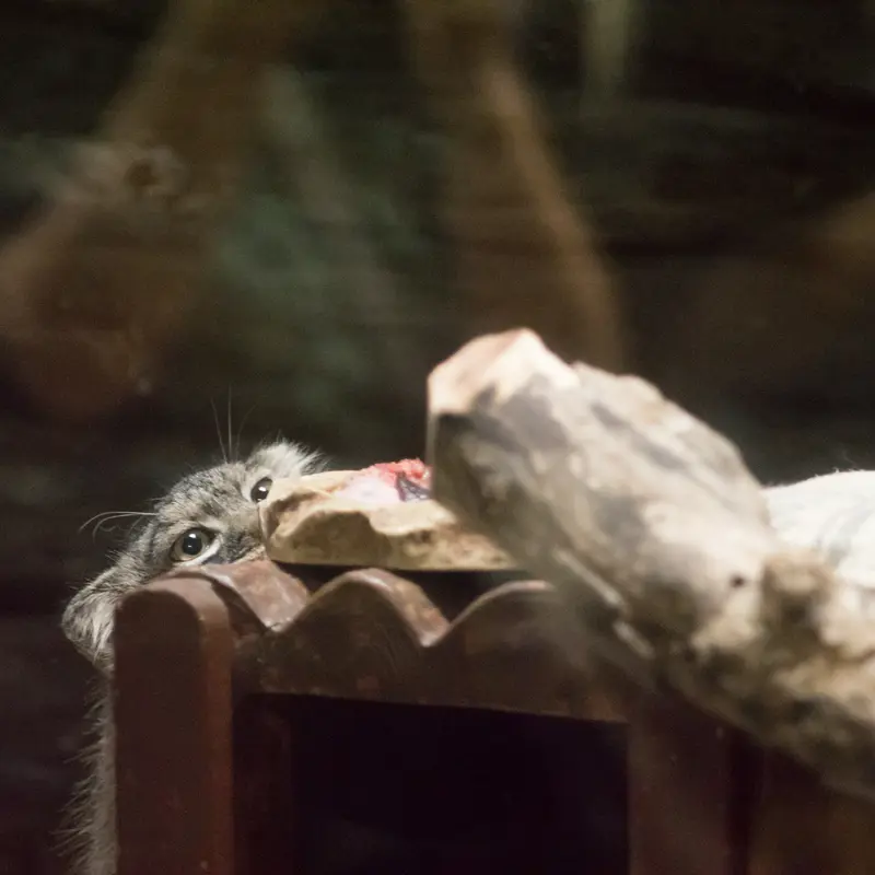 恩賜上野動物園のサフランの写真