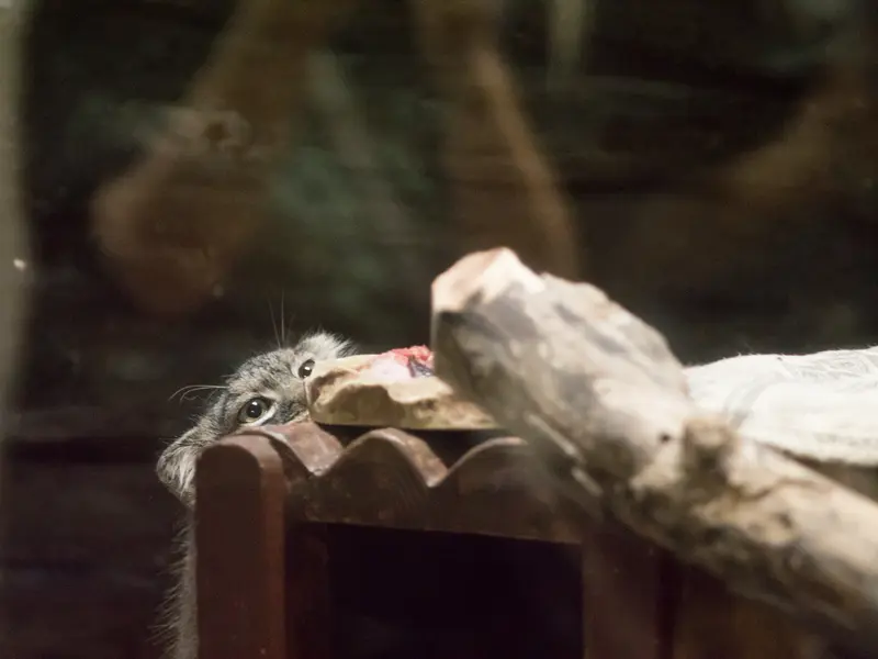 恩賜上野動物園のサフランの写真