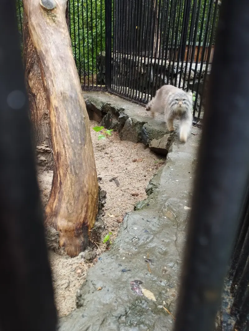 ノヴォシビルスク動物園のマヌルネコの写真