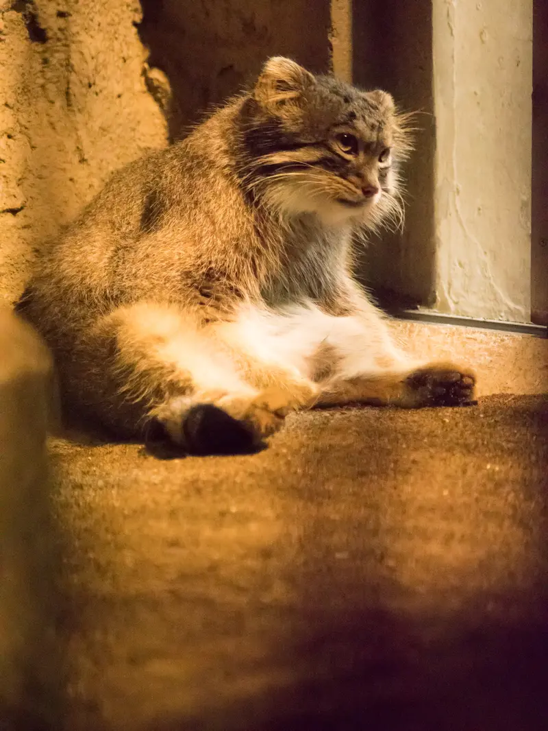 野毛山動物園のフィーガの写真