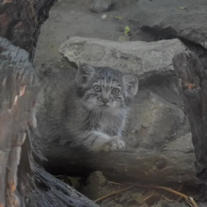 ブダペスト動物園＆植物園のボリス Ⅱの写真