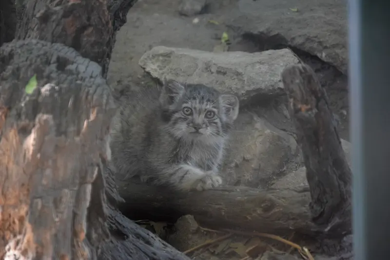 ブダペスト動物園＆植物園のボリス Ⅱの写真