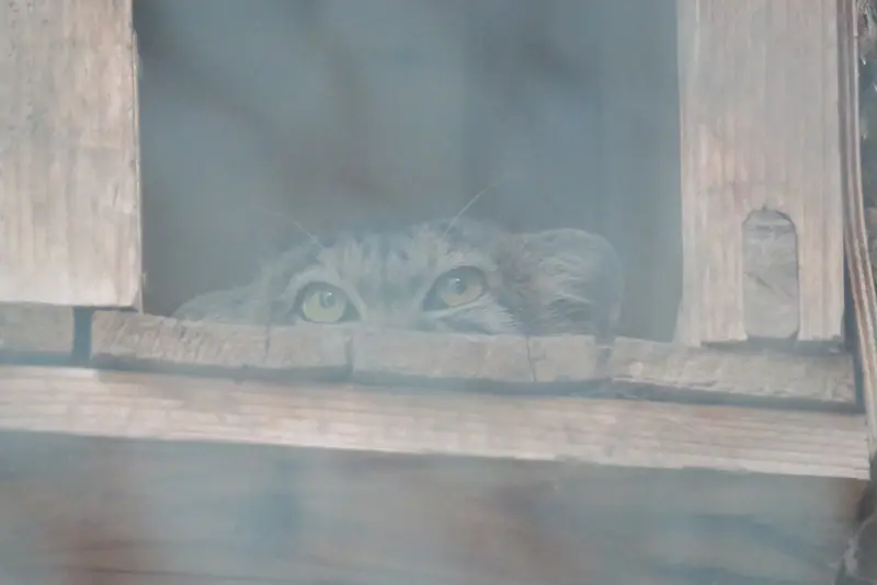 ブダペスト動物園・植物園のルーシーの写真