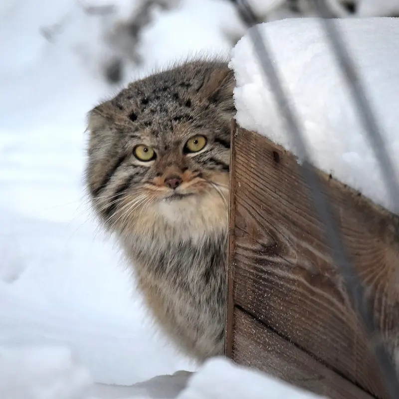 ノヴォシビルスク動物園のマヌルネコのザラ