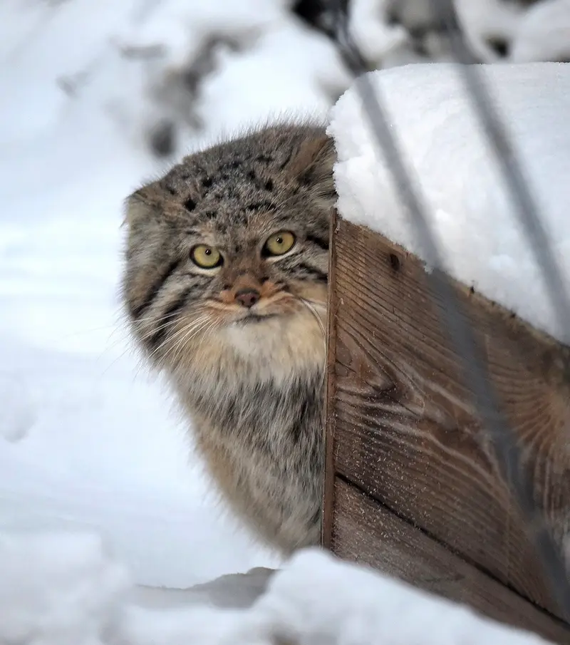ノヴォシビルスク動物園のザラの写真