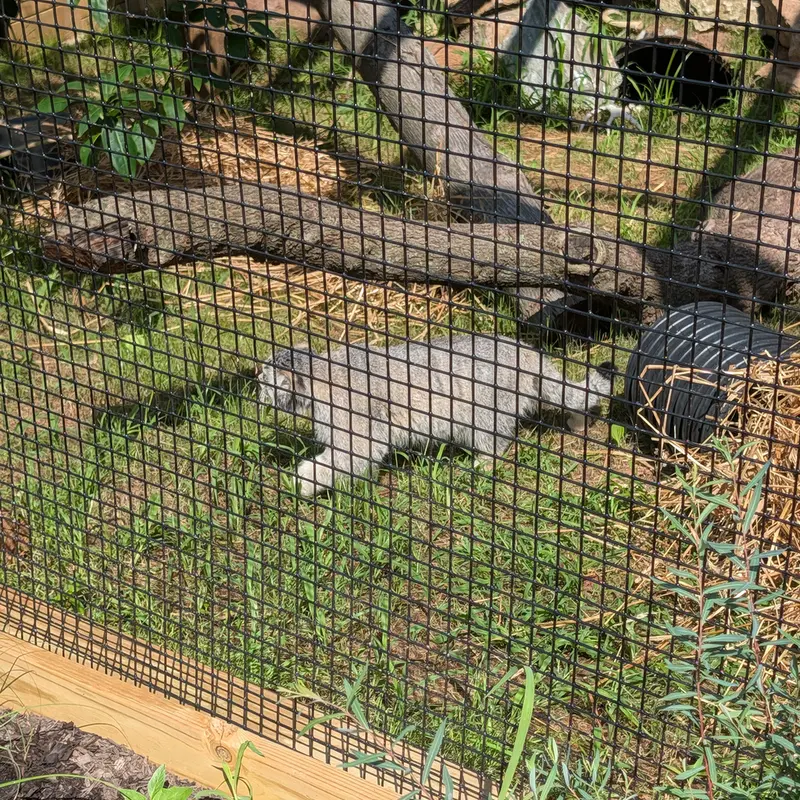 エルムウッド・パーク動物園のマヌルネコの写真