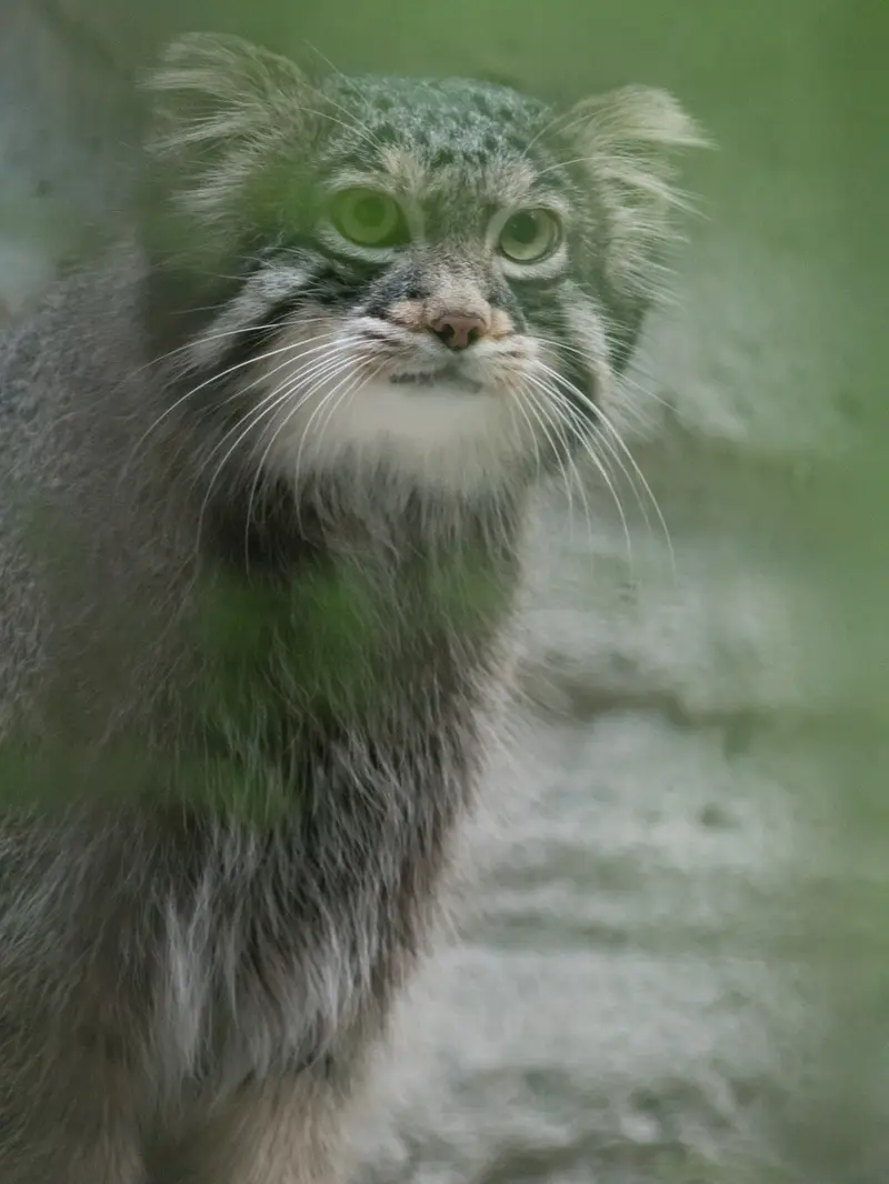 野毛山動物園のフィーガの写真