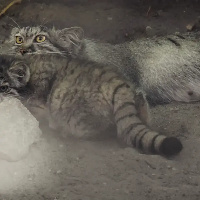 ブダペスト動物園＆植物園のルーシーとボリス Ⅱの写真