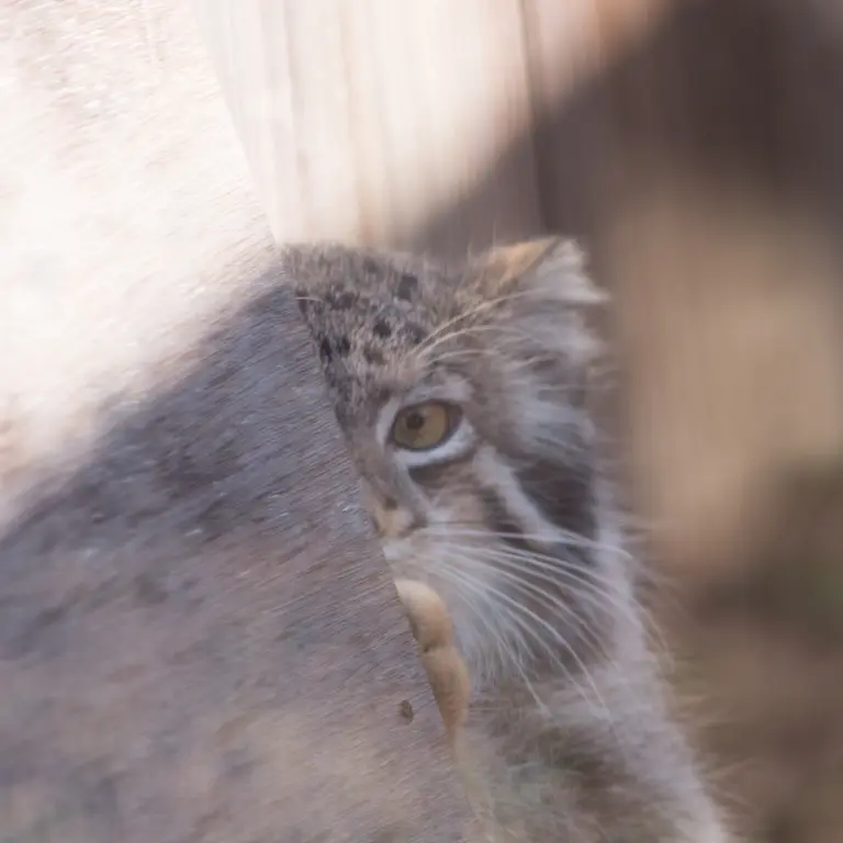 埼玉県こども動物自然公園のオトの写真