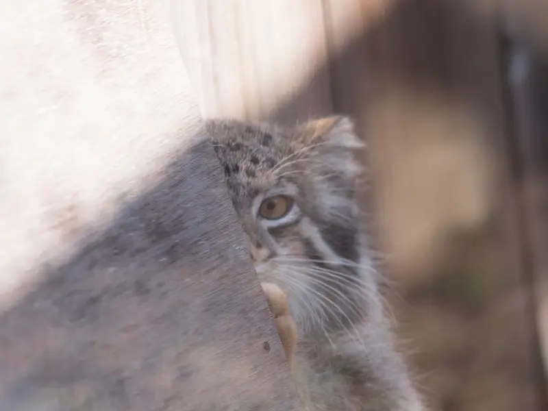 埼玉県こども動物自然公園のオトの写真