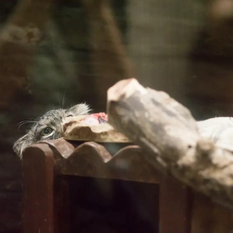 恩賜上野動物園のサフランの写真